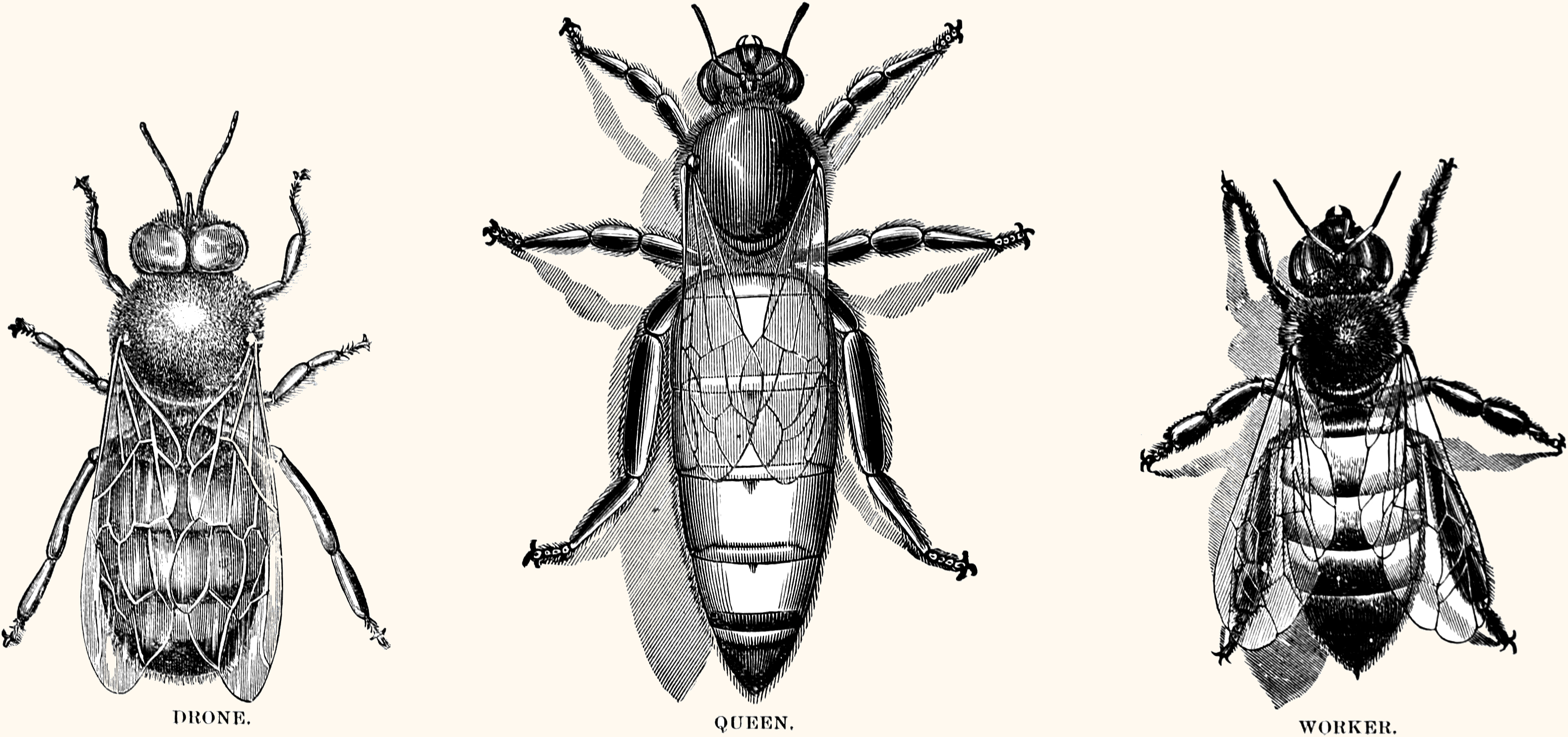 honey bees
